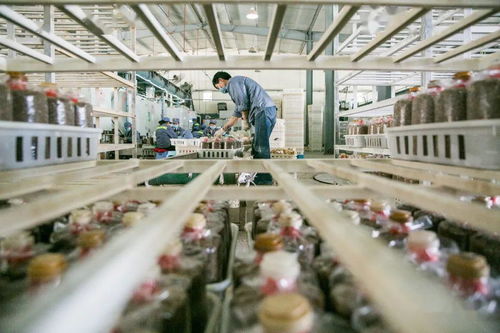 大方食用菌产业，在雪秀信息科技助力下雄起